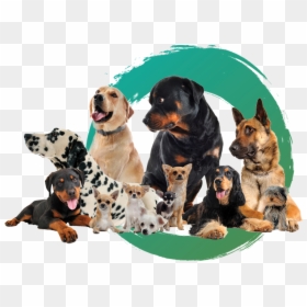 Dogs - Dog Png, Transparent Png - hound png