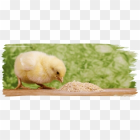 2014 Axe Chicken Co Za, HD Png Download - birb png