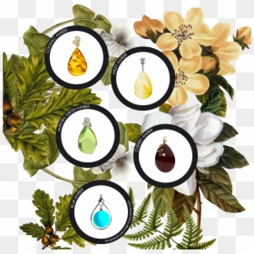 Green Amber Is Around One Million Years Old And Therefore - Floral Design, HD Png Download - amber png