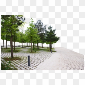#background #park #walkway #trees #sidewalk #walk #freetoedit - Boardwalk, HD Png Download - park background png