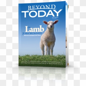 Beyond Today Magazine - Sheep, HD Png Download - lamb of god logo png