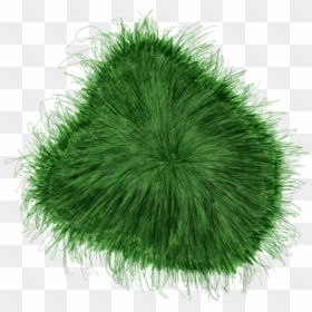 Chlorophyta, HD Png Download - vhv