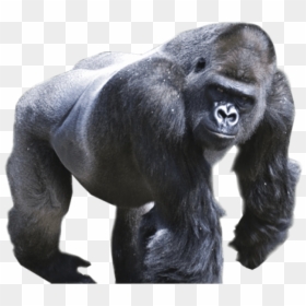 Free Images Toppng Transparent - Gorilla Transparent Background, Png Download - silverback gorilla png