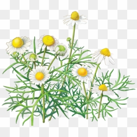 Cammomile Png Free Image Download - Chamomile Clipart, Transparent Png - freeimage png