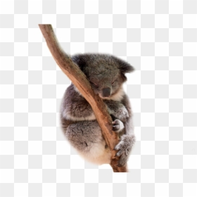 Koala, HD Png Download - silverback gorilla png