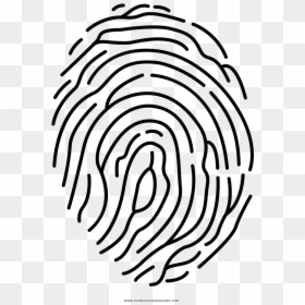 Transparent Fingerprint Clipart - Circle, HD Png Download - fingerprint vector png