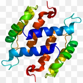 S100 Protein, HD Png Download - vonderhaar png