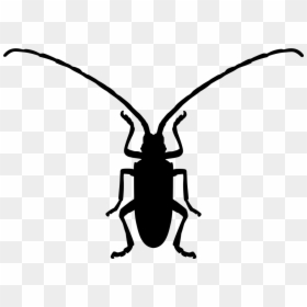 Fungus Beetle Insect Shape - Beetle Shape, HD Png Download - fungus png