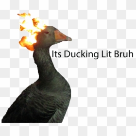 Duck, HD Png Download - its lit png