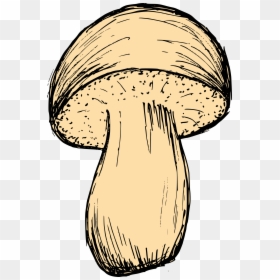 Mushroom Drawing 3 - Mushroom, HD Png Download - fungus png