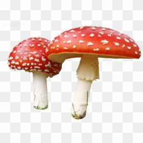 Transparent Fungi Clipart - Transparent Background Mushroom Png, Png Download - fungus png