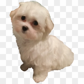 #maltese #sadie #freetoedit - Maltese, HD Png Download - maltese png