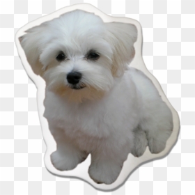 Maltese, HD Png Download - maltese png