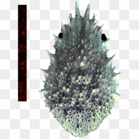 Agave, HD Png Download - spider net png