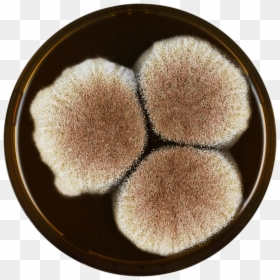 Aspergillus Lacticoffeatus Meaox - Eye Shadow, HD Png Download - glitter circle png