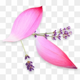 Artificial Flower, HD Png Download - indigo plant png