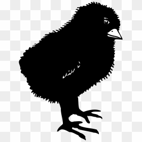 Chicken Bird Clip Art - Baby Chick Silhouette Png, Transparent Png - baby chicks png