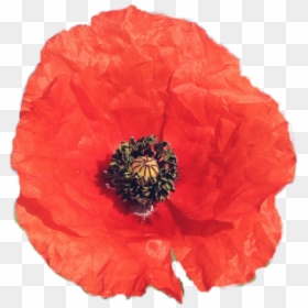 #flower #poppy #red #petals #niche #aesthetic #png - Corn Poppy, Transparent Png - red poppy png