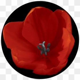 Corn Poppy , Png Download - Corn Poppy, Transparent Png - red poppy png