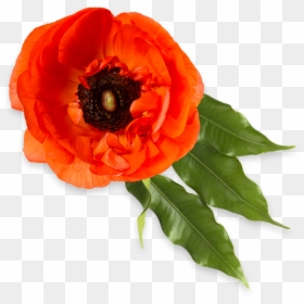 Oriental Poppy, HD Png Download - red poppy png