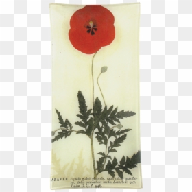 Corn Poppy, HD Png Download - red poppy png