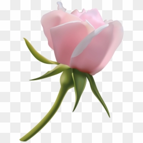 Beautiful Pink Rose Bud Png Clipart Image, Transparent Png - bud png