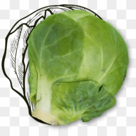 Cabbage, HD Png Download - brussel sprouts png