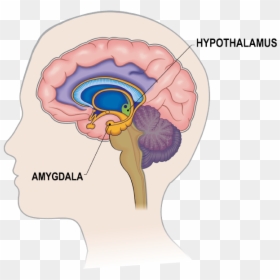 Memory In The Brain, HD Png Download - amygdala png