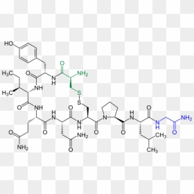 Oxytocin N And C Termini, HD Png Download - amygdala png