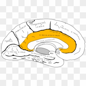 Diagram, HD Png Download - amygdala png