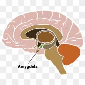 St John Ambulance Ireland, HD Png Download - amygdala png