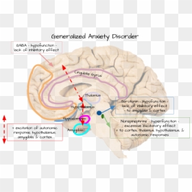 Diagram, HD Png Download - amygdala png