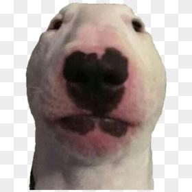 Walter Dog Meme, HD Png Download - over 9000 png