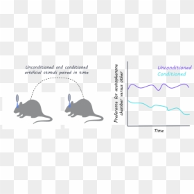 Deb - Rat, HD Png Download - amygdala png