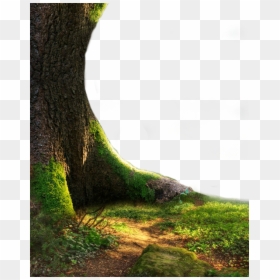 Tree Trunk Png Hd, Transparent Png - grass png hd