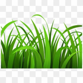 Grass Clipart Transparent Background, HD Png Download - grass png hd