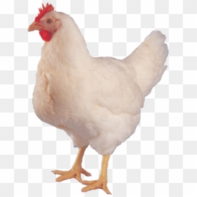 Hen Images Hd Png, Transparent Png - broiler chicken png