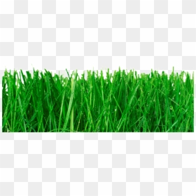 Grass Blades Png, Transparent Png - grass png hd