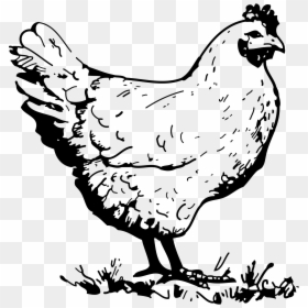 Hen Clipart Black And White Png, Transparent Png - broiler chicken png