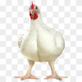Broiler Chicken Images Png, Transparent Png - broiler chicken png