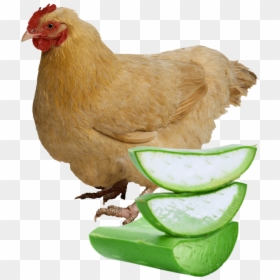 Aloe Vera And Egg, HD Png Download - broiler chicken png