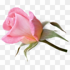 Pale Pink Rose Bud Png, Transparent Png - flowers png hd
