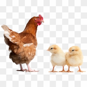Poultry Animal, HD Png Download - broiler chicken png