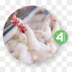 Rooster, HD Png Download - broiler chicken png