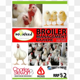 Broiler, HD Png Download - broiler chicken png
