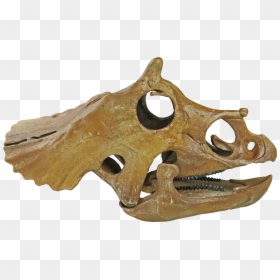 Skull, HD Png Download - triceratops png