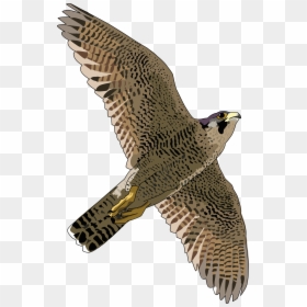 Peregrine Falcon Png, Transparent Png - captain falcon png