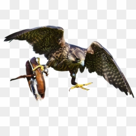 Hoopoe Png Transparent Hd Kostenlos, Png Download - captain falcon png