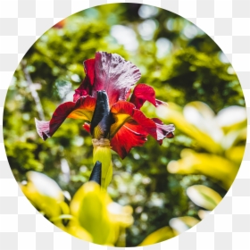 Hidden Red Flower - Iris, HD Png Download - society6 png
