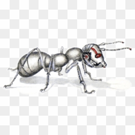 Earwigs, HD Png Download - ant-man png